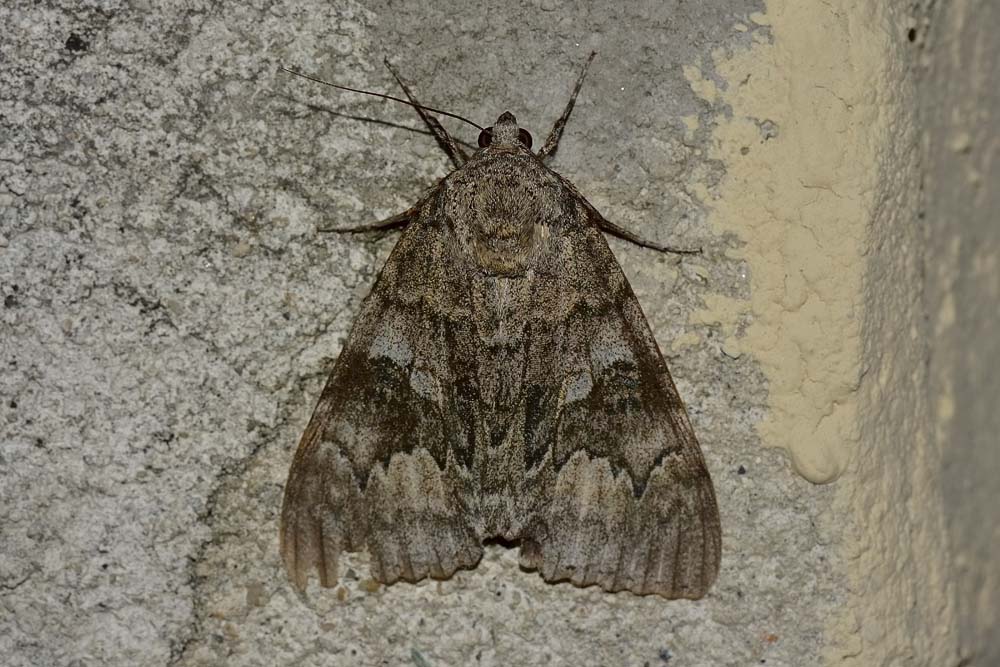 Catocala sp? S, Catocala nupta - Erebidae